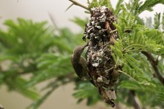 purple-banded-sunbirds-05a