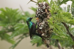purple-banded-sunbirds-09a