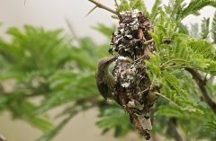 Sunbirds  2