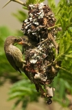 Sunbirds  5