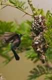 Sunbirds  6
