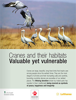 crane_brochure_cover
