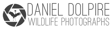 Daniel Dolpire Wildlife Photography Logo